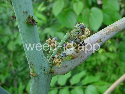 castorbean